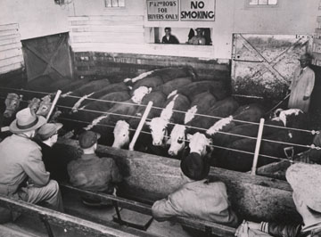 Union Stockyards, Cattle Auction
