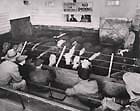 Union Stockyards cattle auction