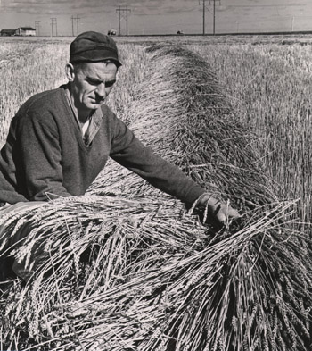 Farmer and wheat sheave