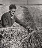 Photo, Farmer and wheat sheave