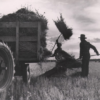 Forking hay onto trailer