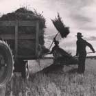 Photo, Forking hay onto trailer