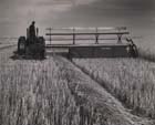Photo, Swathing