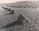 Photo, Stukes on the prairie