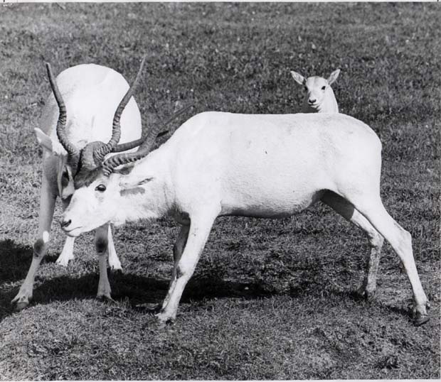 Addax
