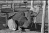 Assiniboine Park Zoo