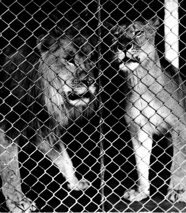 Assiniboine Park Zoo