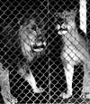 Assiniboine Park Zoo