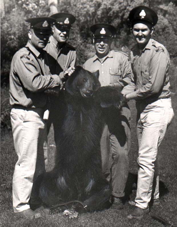 Bears
