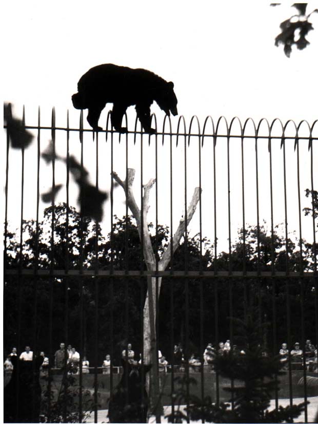 Bears