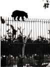 Bears