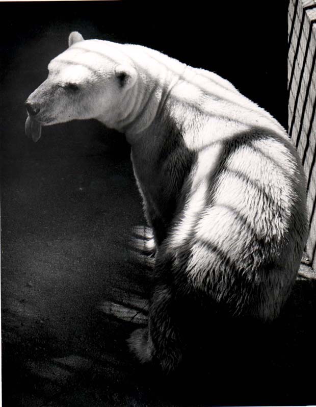 Bears