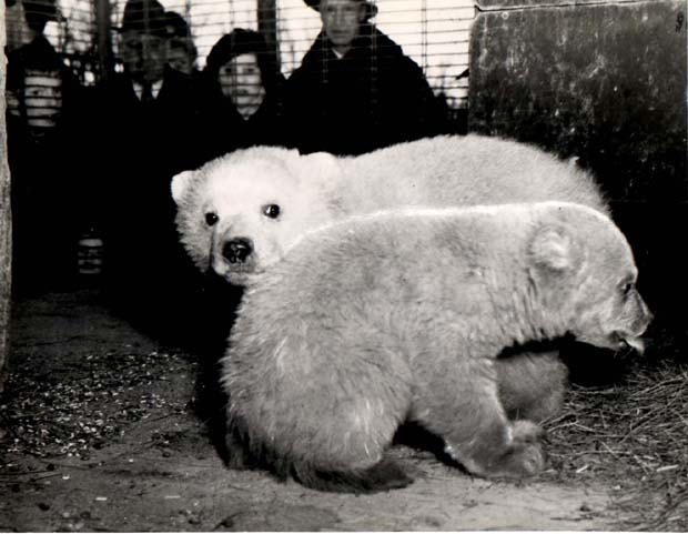 Bears