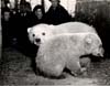 Bears