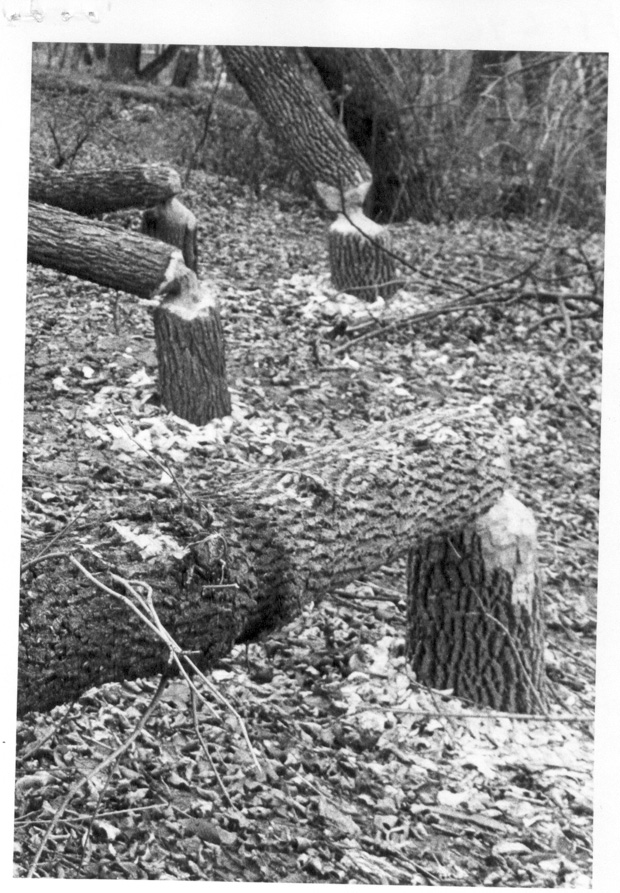 Beavers
