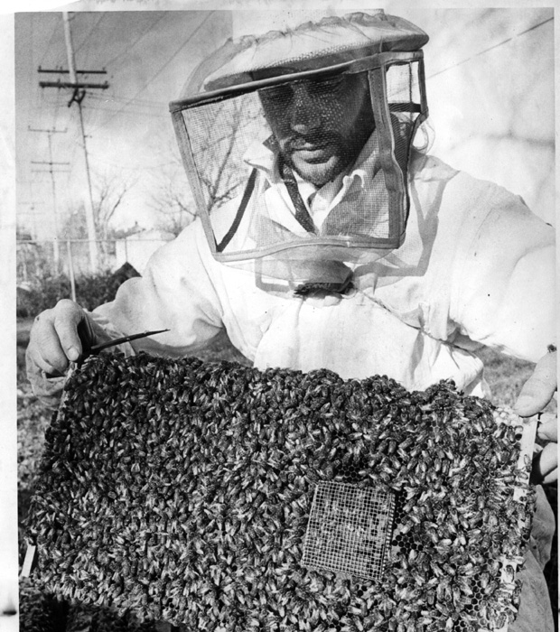 Bees & Beekeepers