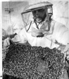 Bees & Beekeepers