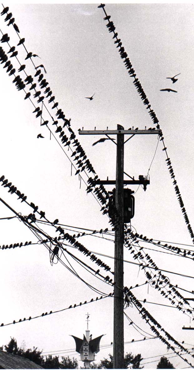 Birds