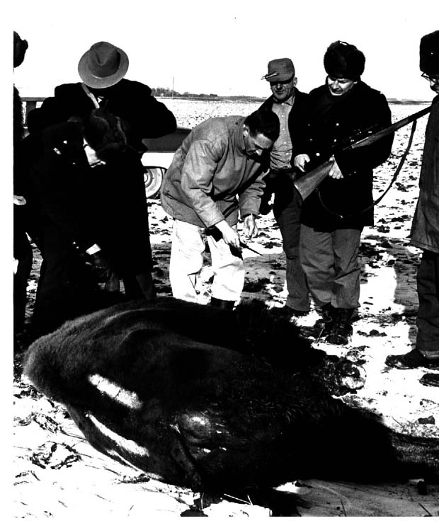 Buffalo and Bison