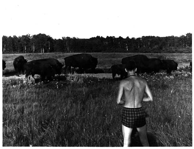 Buffalo and Bison