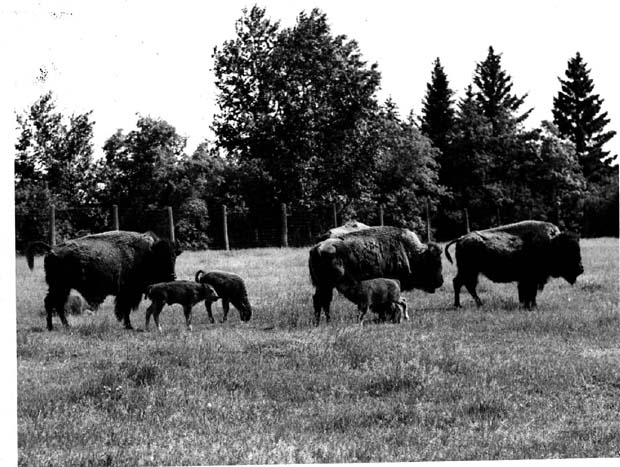 Buffalo and Bison