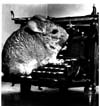 Chinchillas