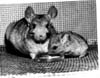 Chinchillas