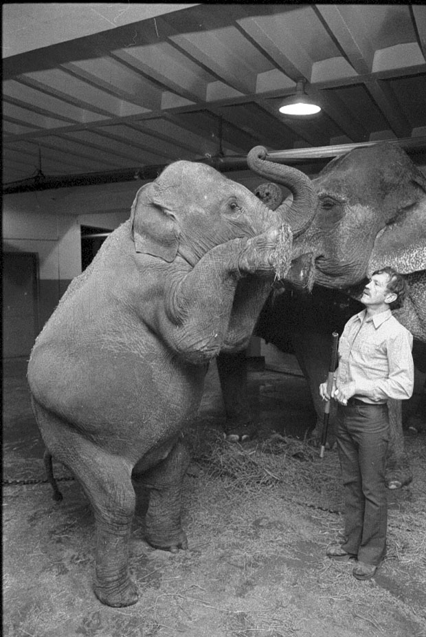 Circus