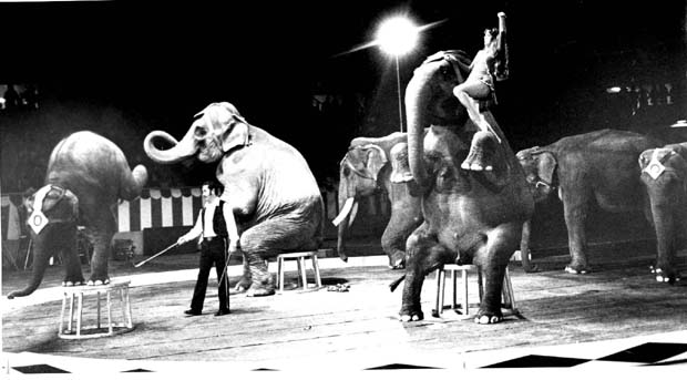 Circus