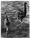 Cranes