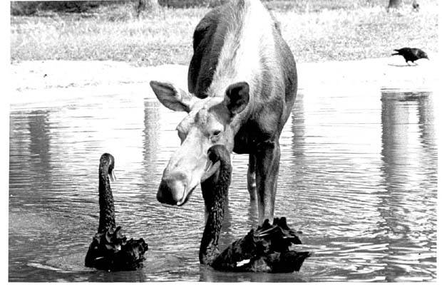 Deer Moose etc