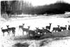 Deer Moose etc
