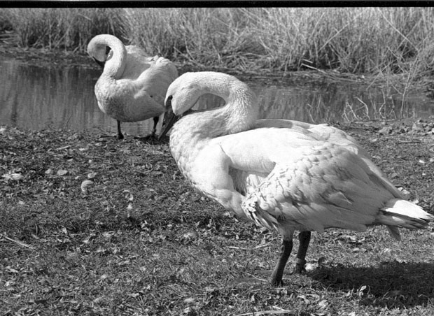 Delta Waterfowl Research Station