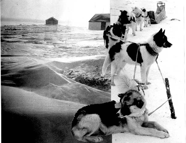 Dog Sledding