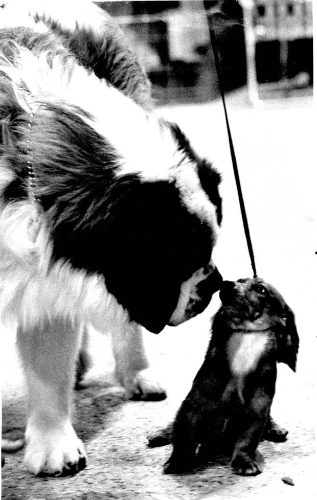 Dogs