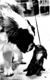 Dogs