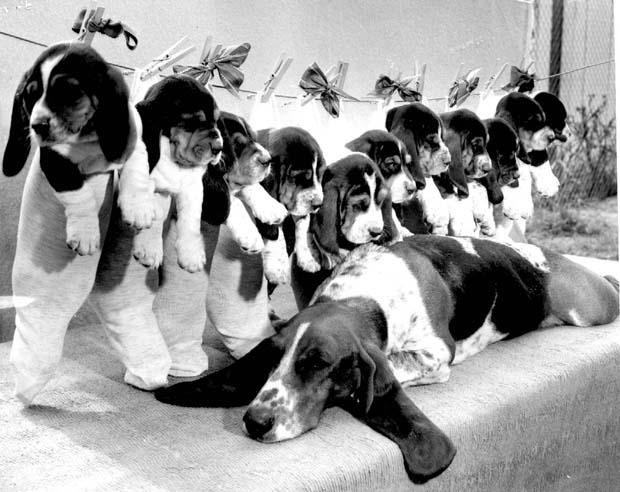 Dogs