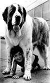 Dogs