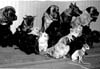 Dogs