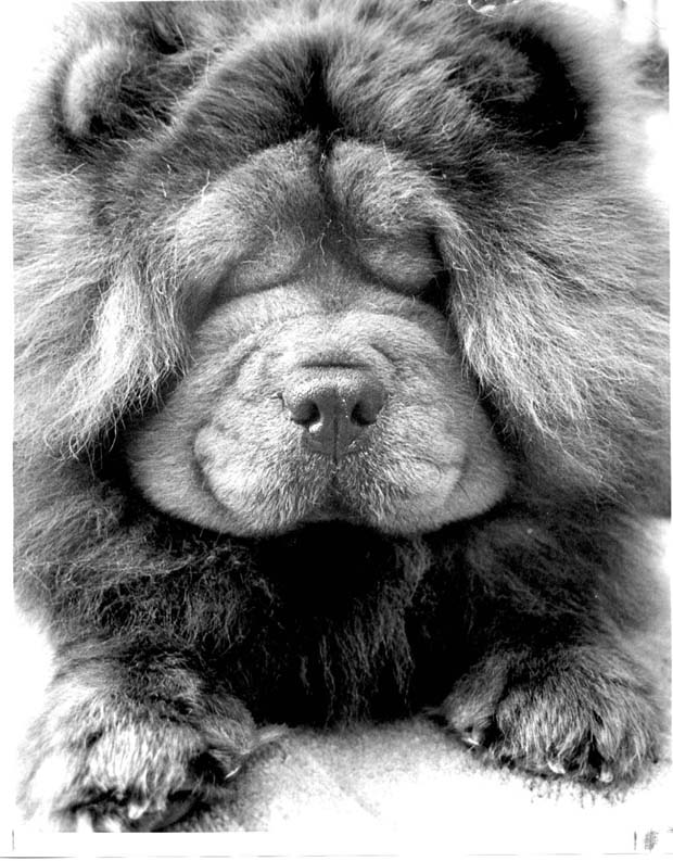 Dogs