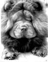 Dogs