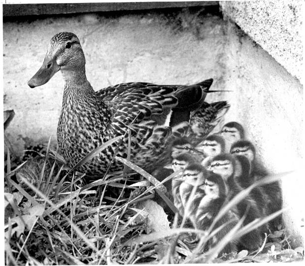 Ducks