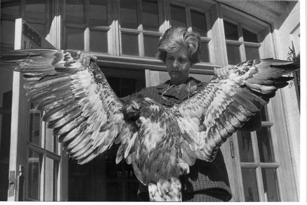 Eagles