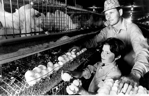 Eggs
