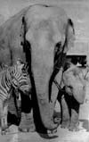 Elephants