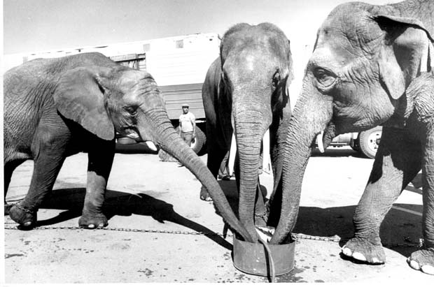 Elephants