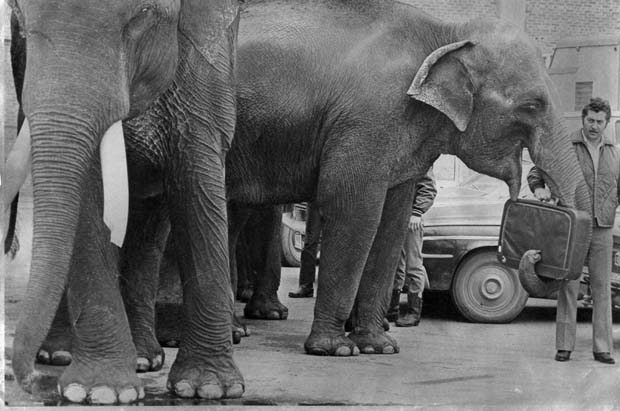 Elephants
