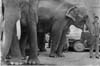 Elephants
