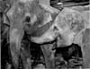 Elephants
