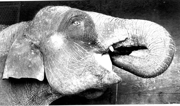 Elephants